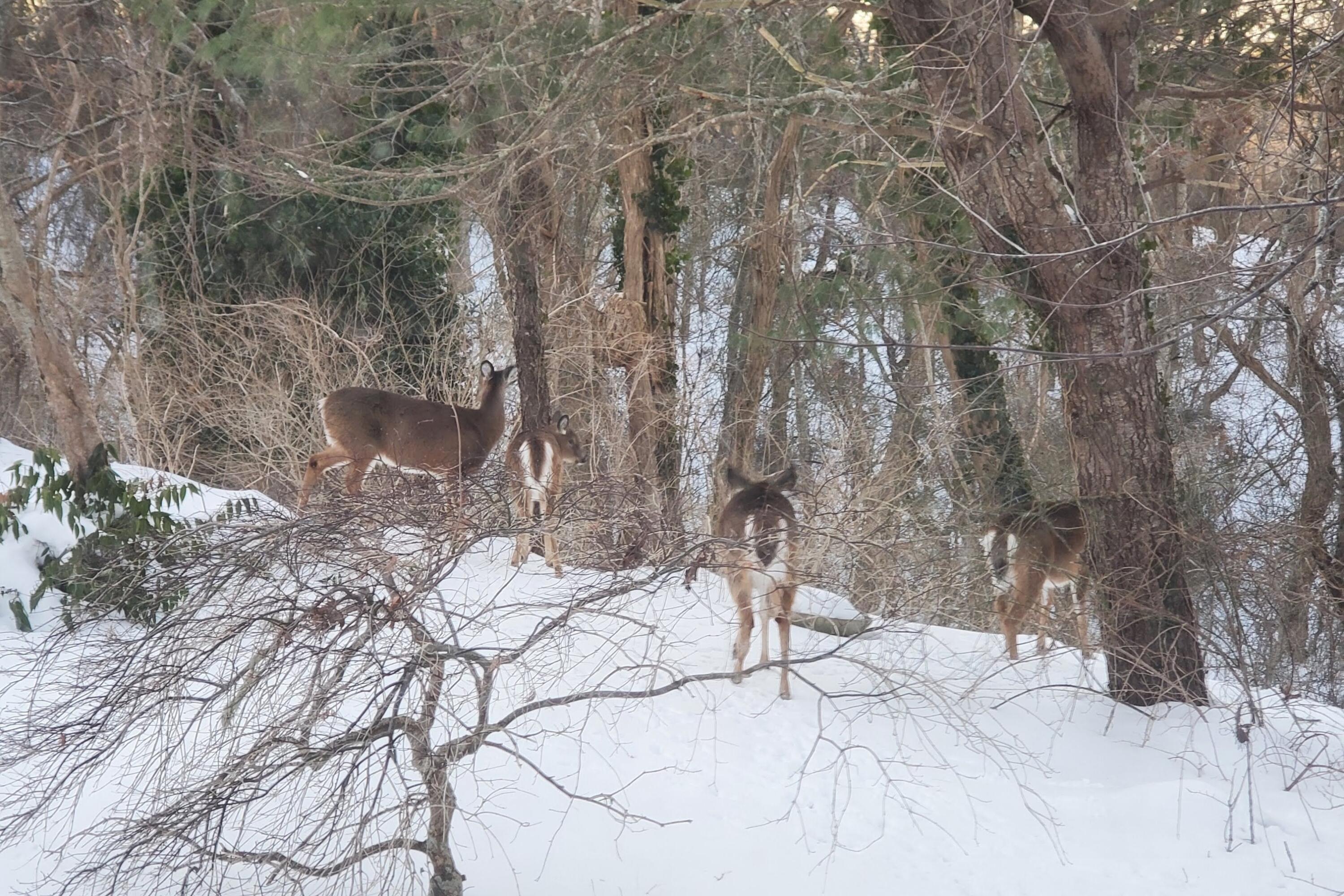 14 Bambi Way Orleans MA 02653