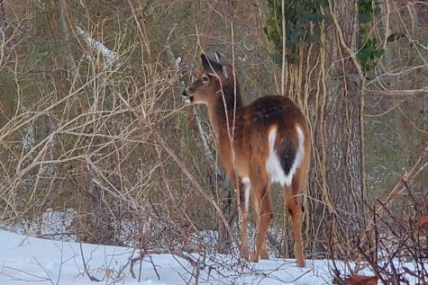 14 Bambi Way Orleans MA 02653