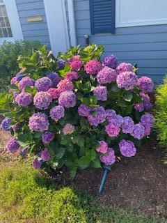 21 Brae Burn Lane, Yarmouth MA photo 3