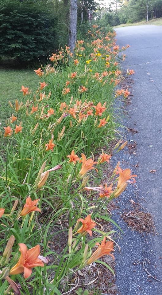 11 Webquish Lane, Mashpee MA photo 2