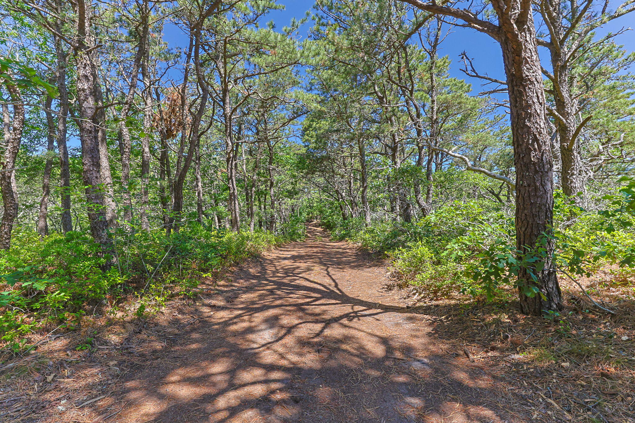 1100 Ocean View Drive Wellfleet MA 02667