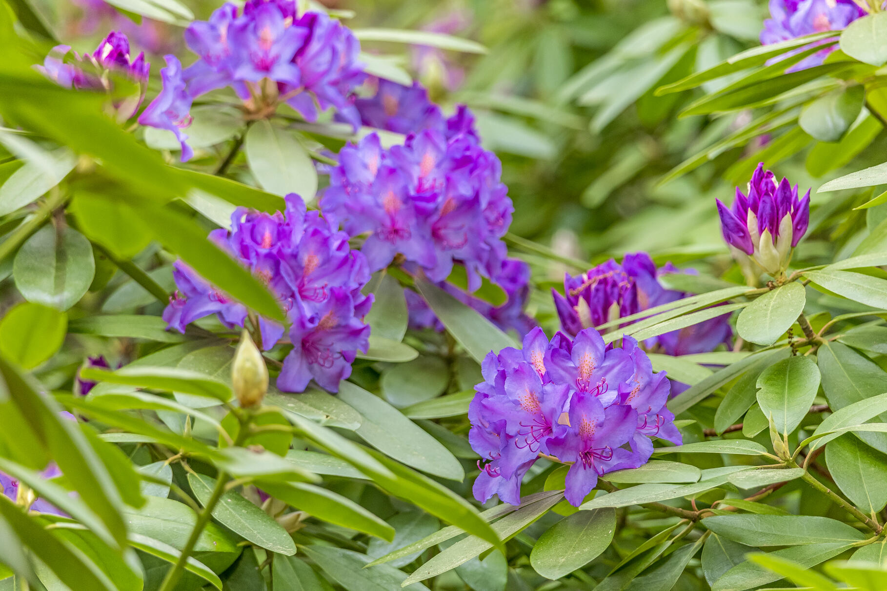 51 Wianno Circle Barnstable MA 02655