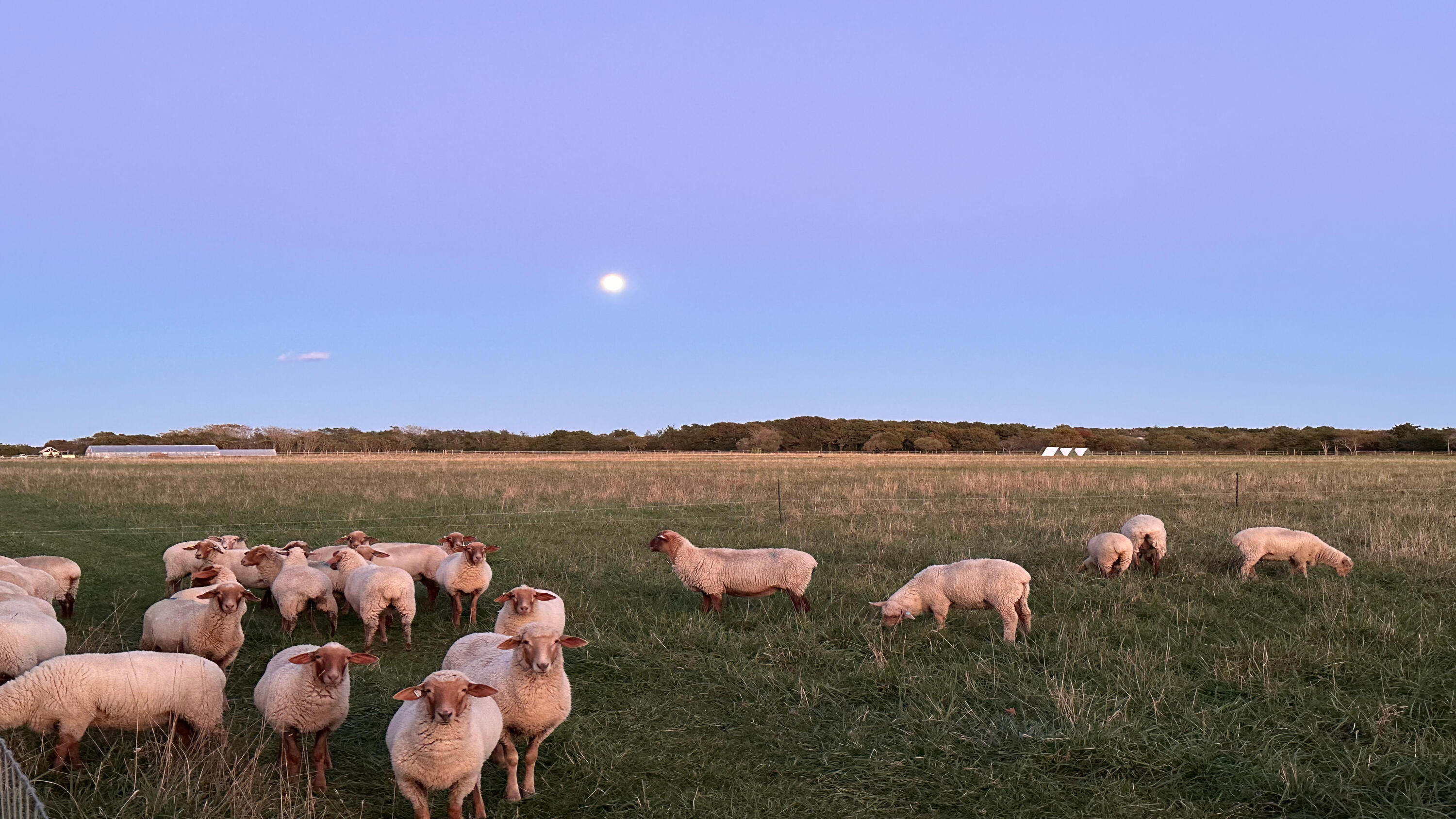 61 Butlers Cove Road Edgartown MA 02539