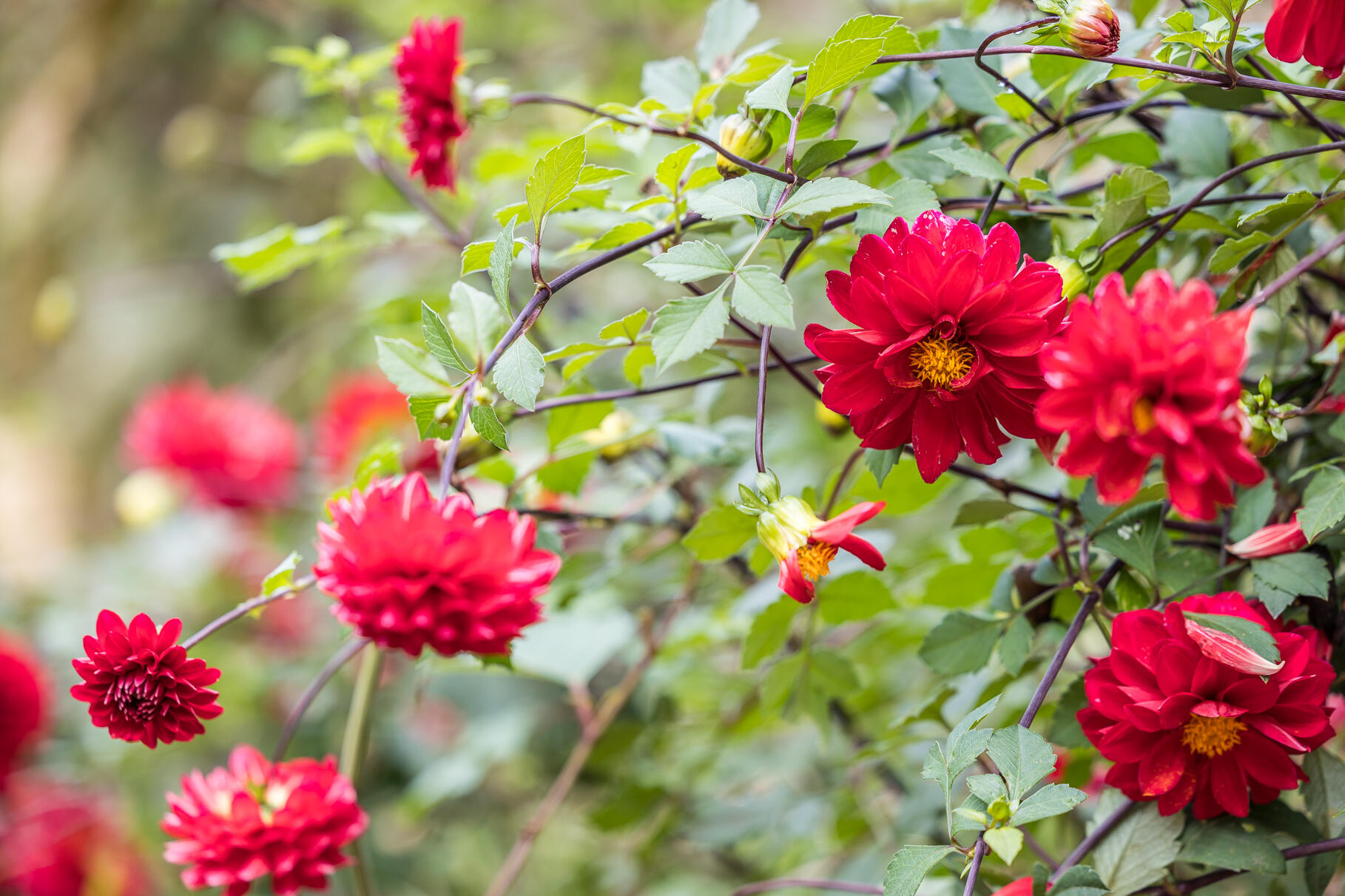 45 Haynes Avenue Falmouth MA 02540