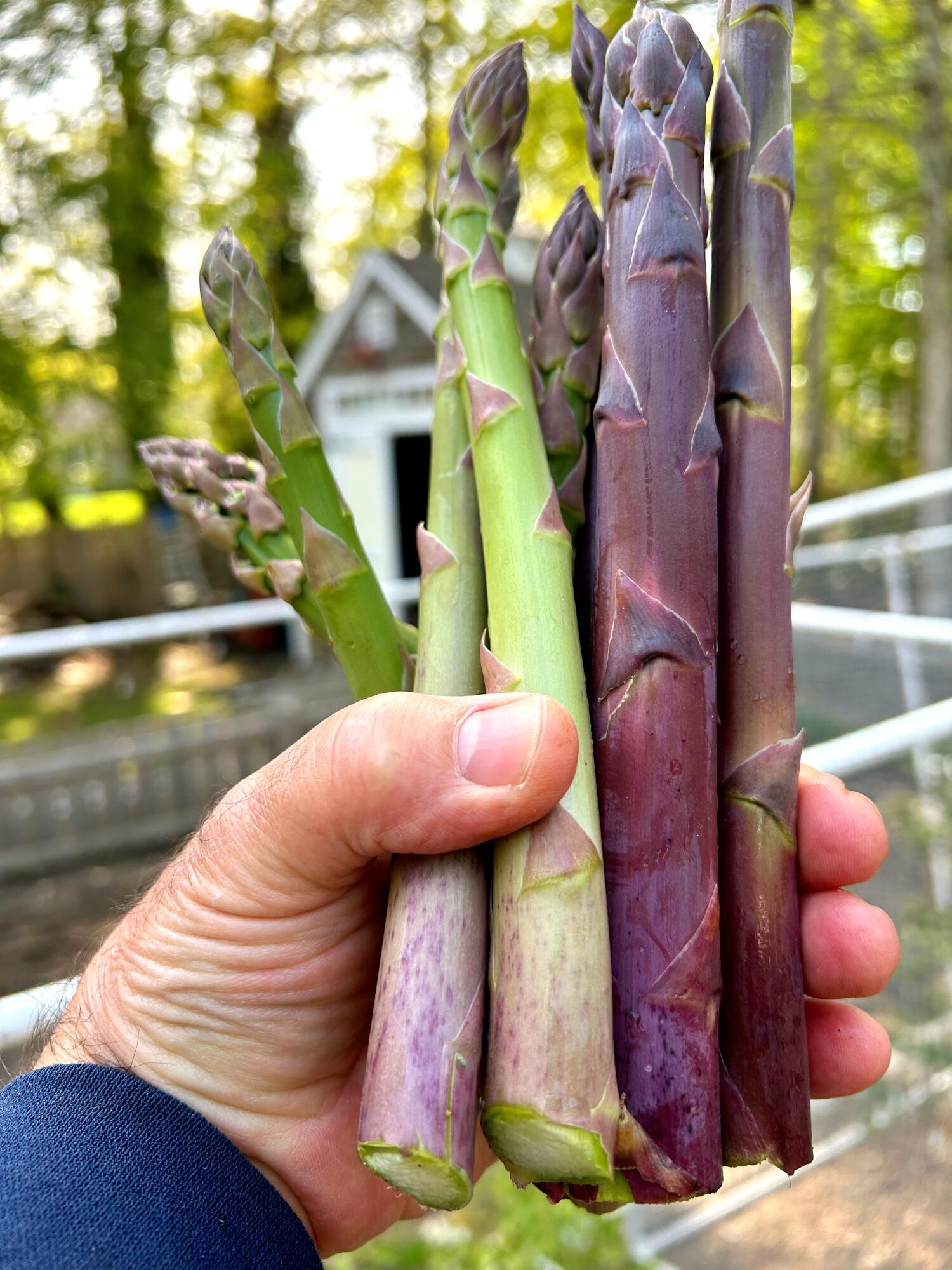 337 Jonathans Way Brewster MA 02631