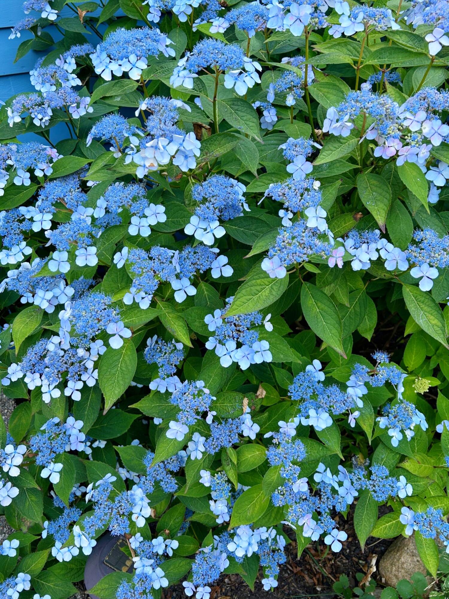 337 Jonathans Way Brewster MA 02631