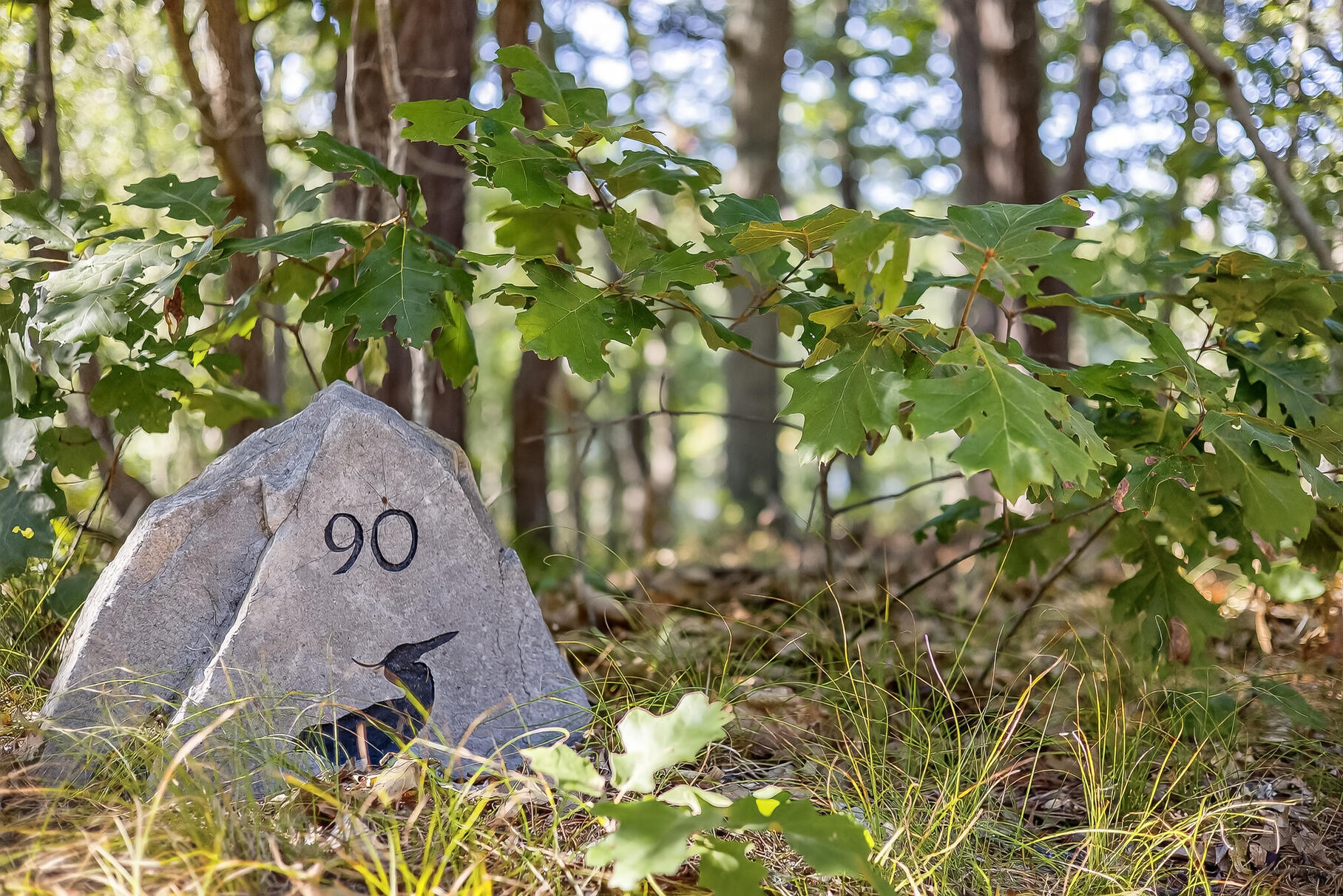 90 Blue Heron Road Wellfleet MA 02667