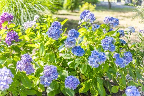 19 Willow Street Sandwich MA 02563