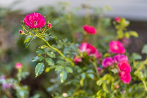 34 Lake Drive Orleans MA 02653