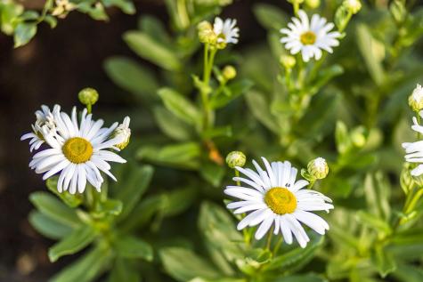 34 Lake Drive Orleans MA 02653