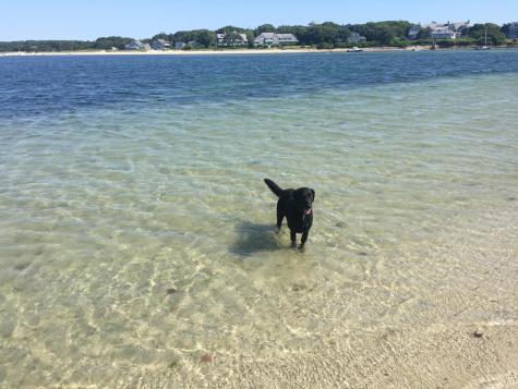 22 Acorn Drive Falmouth MA 02540