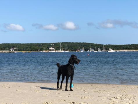 22 Acorn Drive Falmouth MA 02540