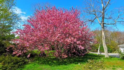 56 Locust Road Orleans MA 02653