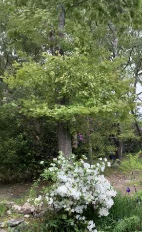 7 Pilgrim Path Falmouth MA 02540