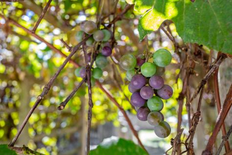 426 Old Post Road Barnstable MA 02635