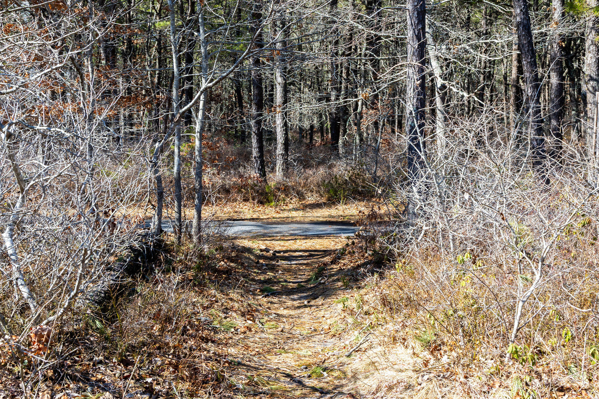 29 Lumberjack Trail Yarmouth MA 02673