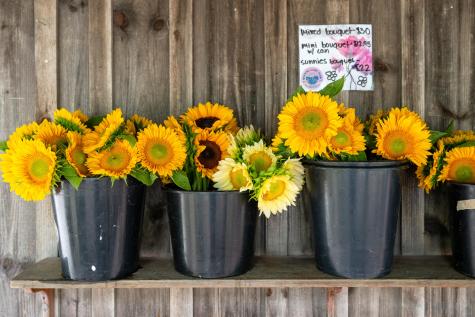 9 Marthas Road Edgartown MA 02539