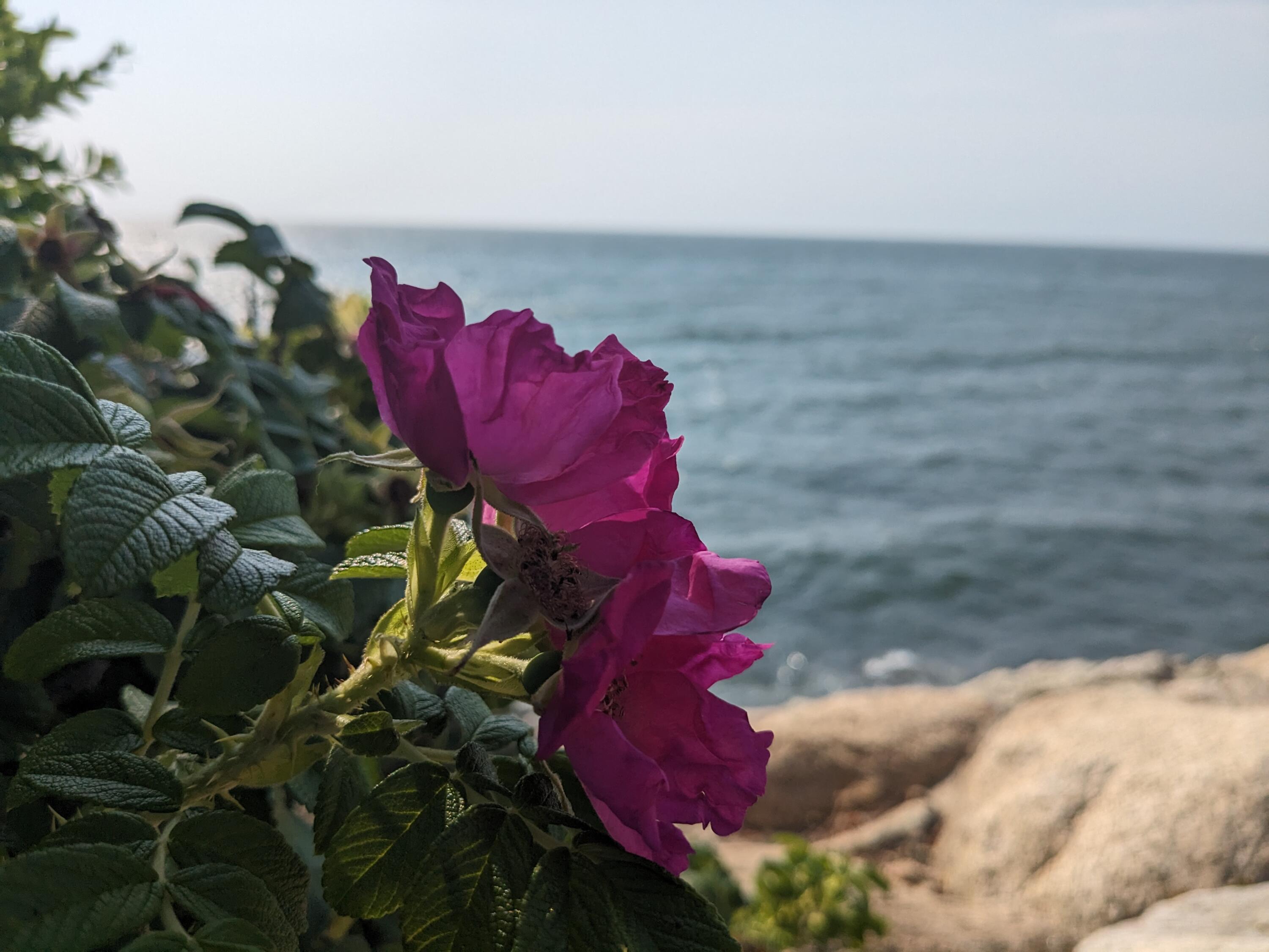 76 F R Lillie Road Falmouth MA 02540