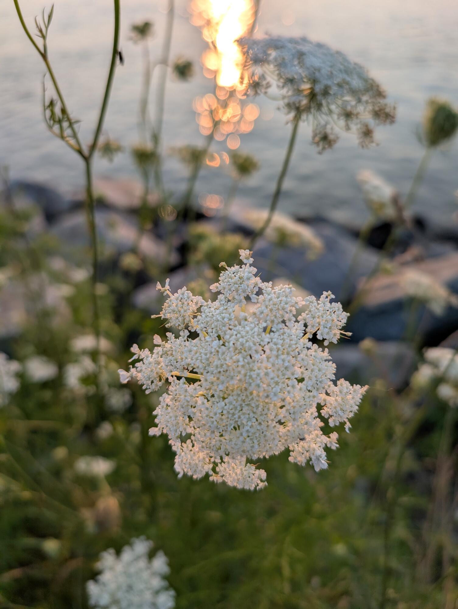 76 F R Lillie Road Falmouth MA 02540