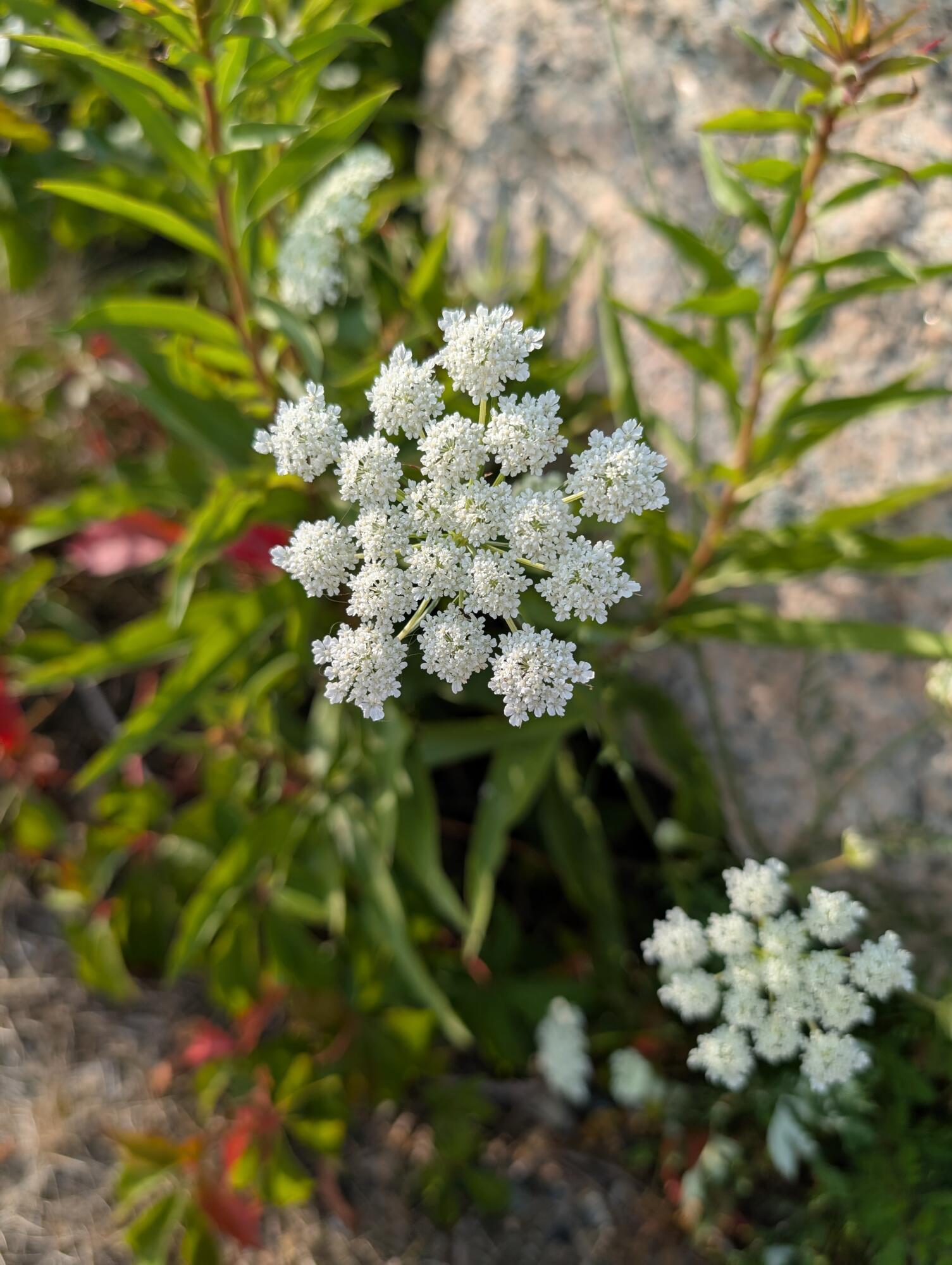 76 F R Lillie Road Falmouth MA 02540