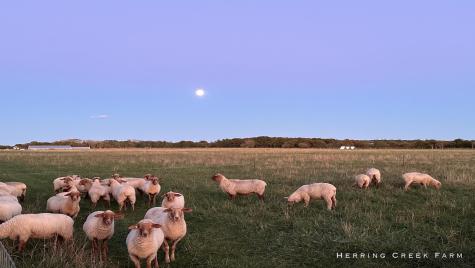 15 Forever Wild Way Edgartown MA 02539