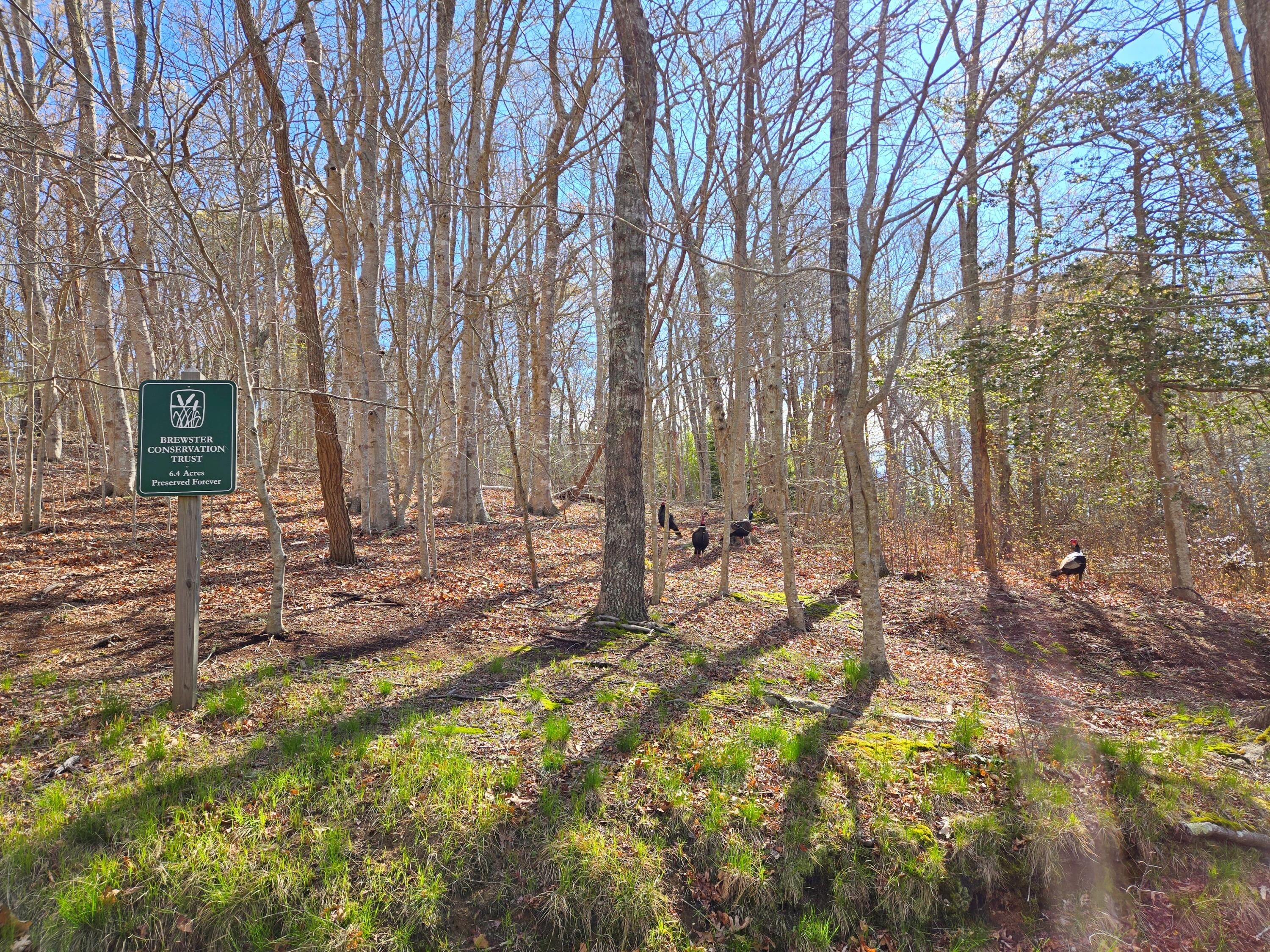 206 Landing Drive Brewster MA 02631