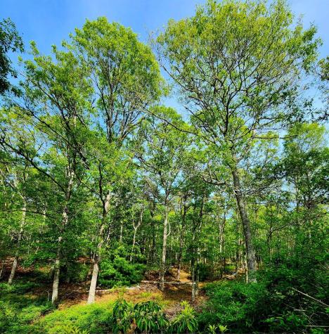 988 Crowells Bog Road Brewster MA 02631