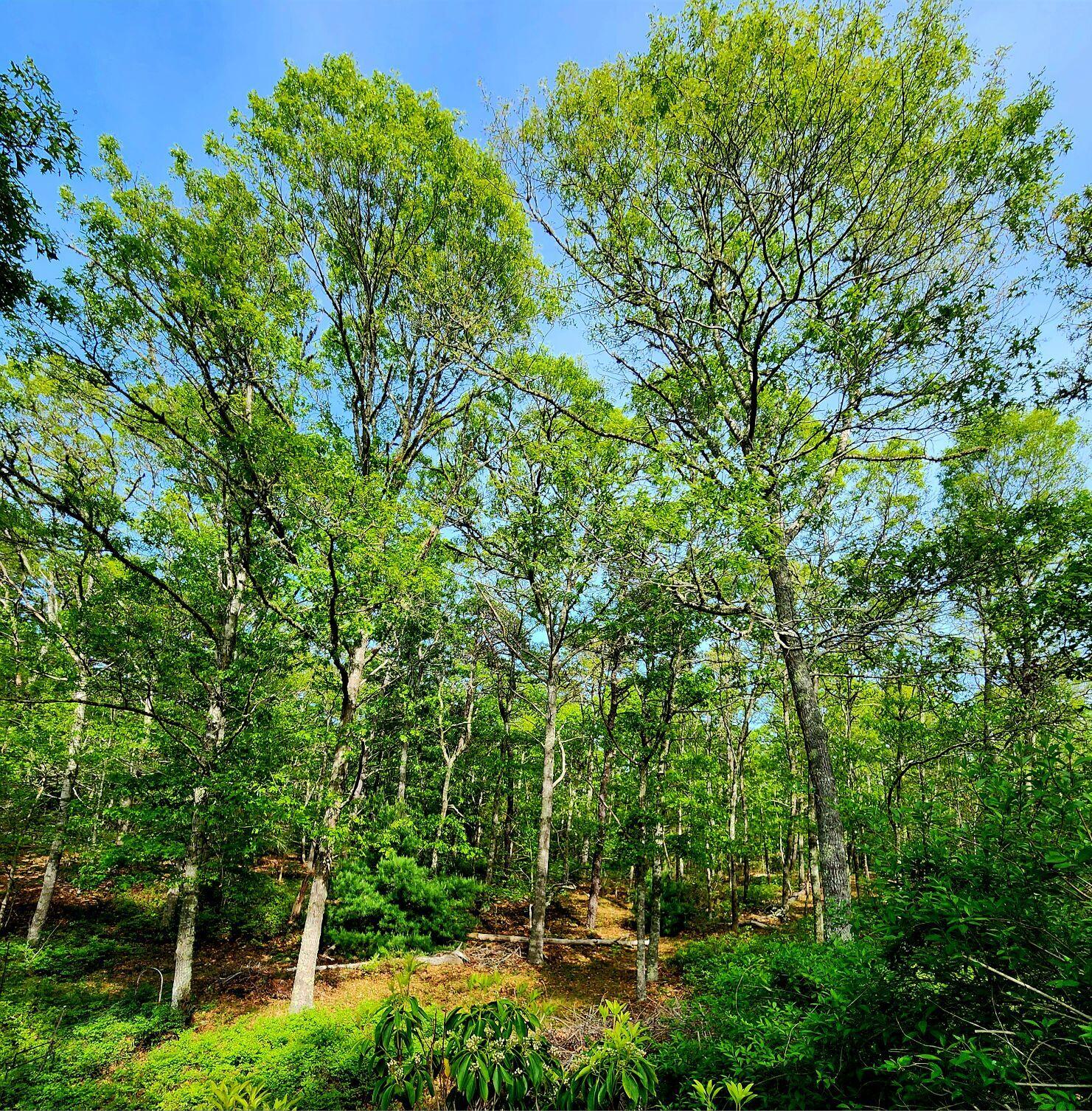 988 Crowells Bog Road Brewster MA 02631