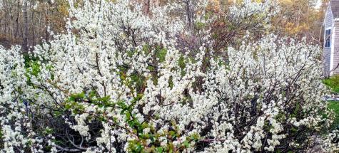 988 Crowells Bog Road Brewster MA 02631