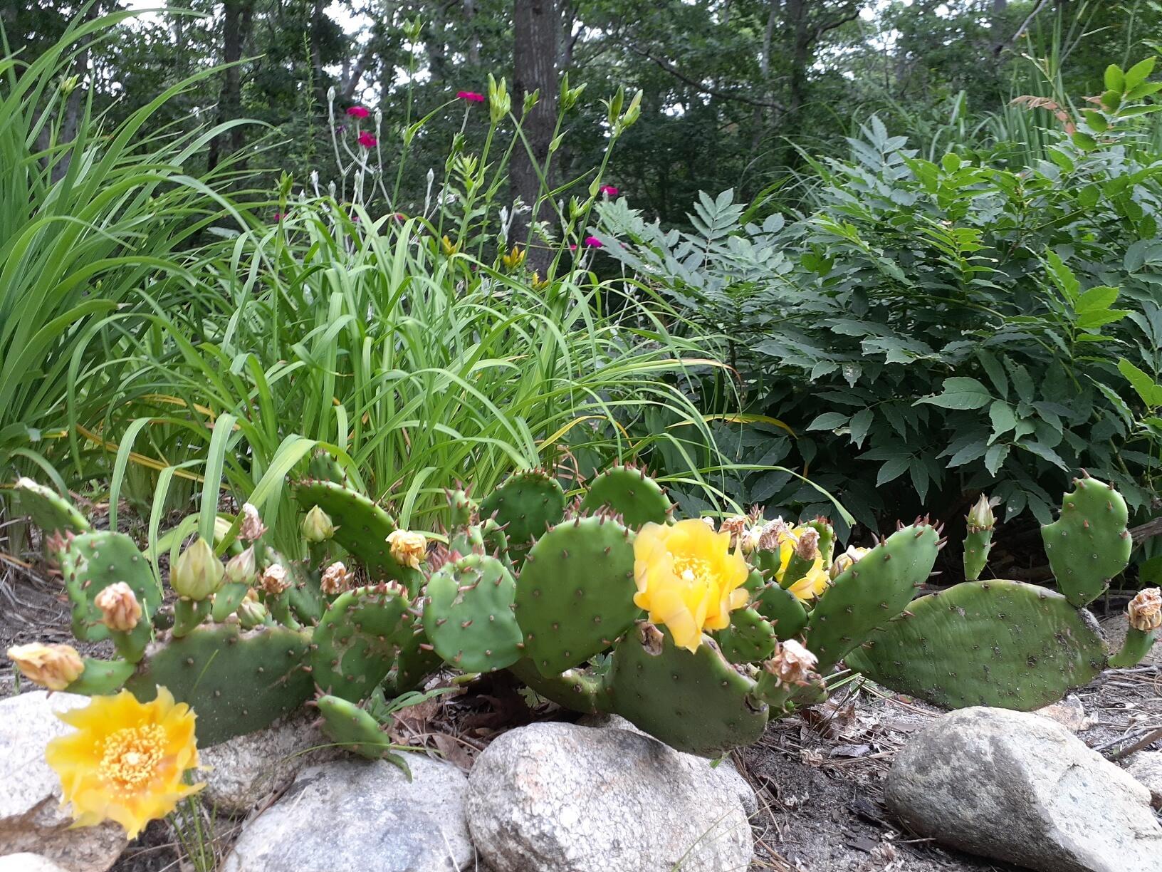 988 Crowells Bog Road Brewster MA 02631