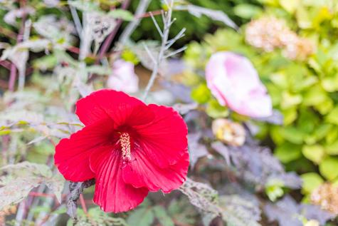 4 Coffey Lane Dennis MA 02639