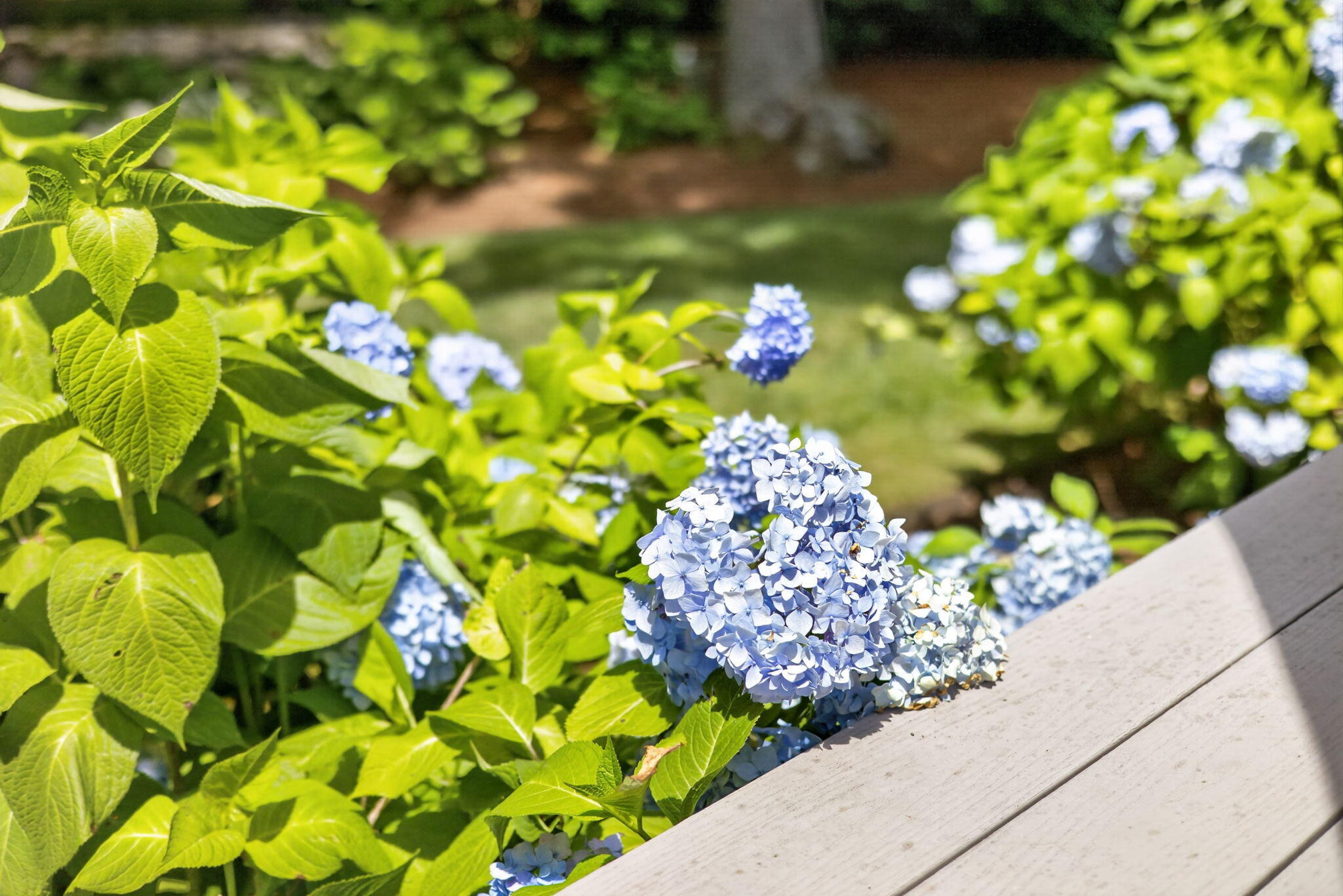 24 Open Space Drive Sandwich MA 02563