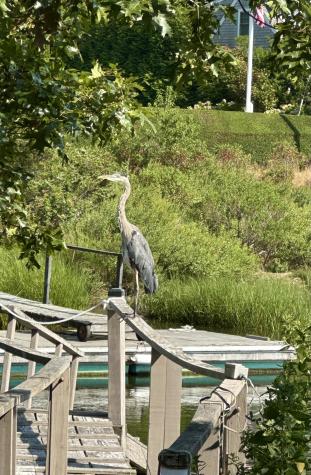 102 Nashawena Street Falmouth MA 02540