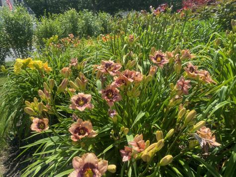 239 Paddocks Path Dennis MA 02638