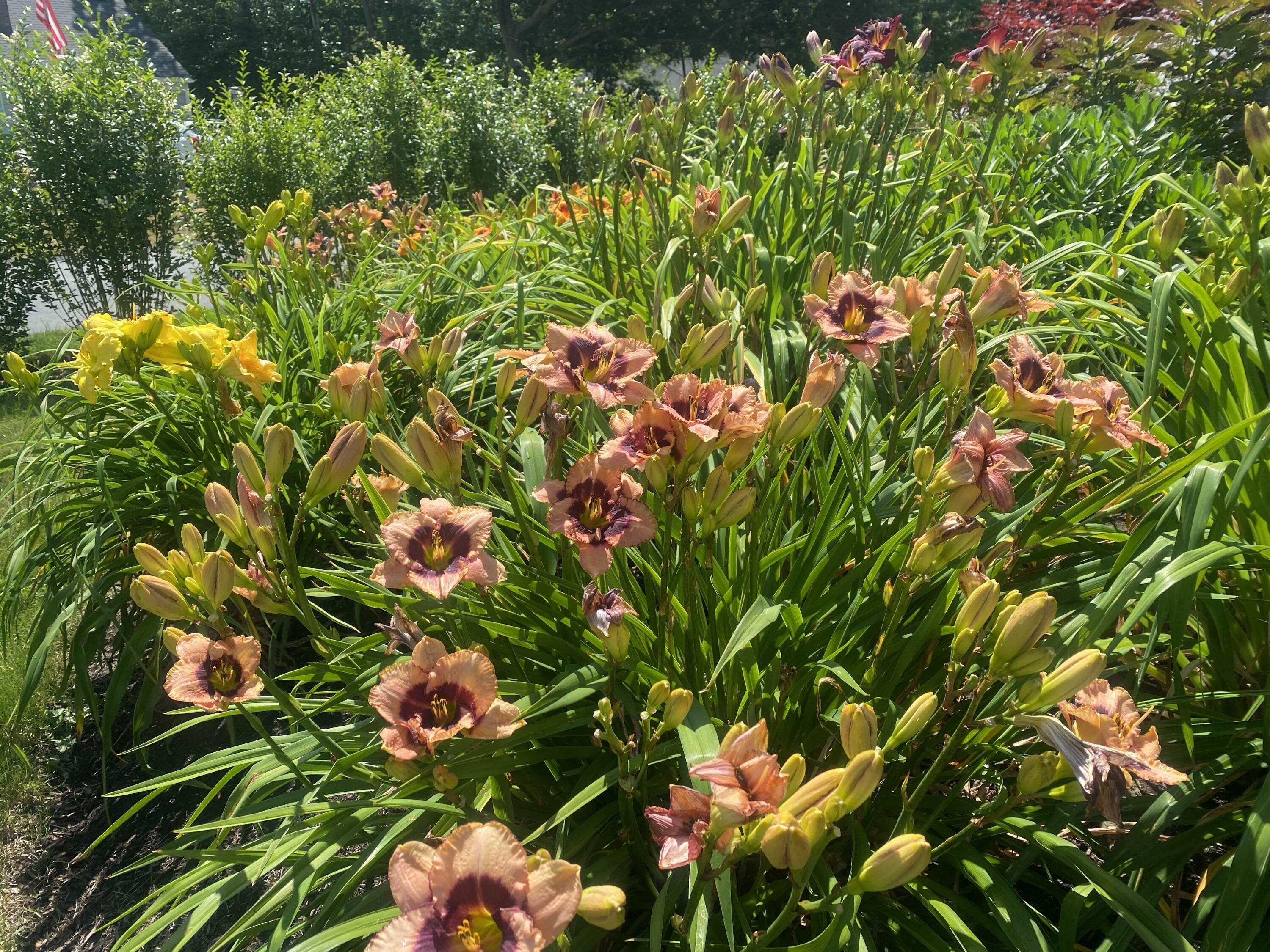 239 Paddocks Path Dennis MA 02638