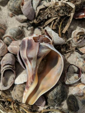 7 Horseshoe Circle Sandwich MA 02563