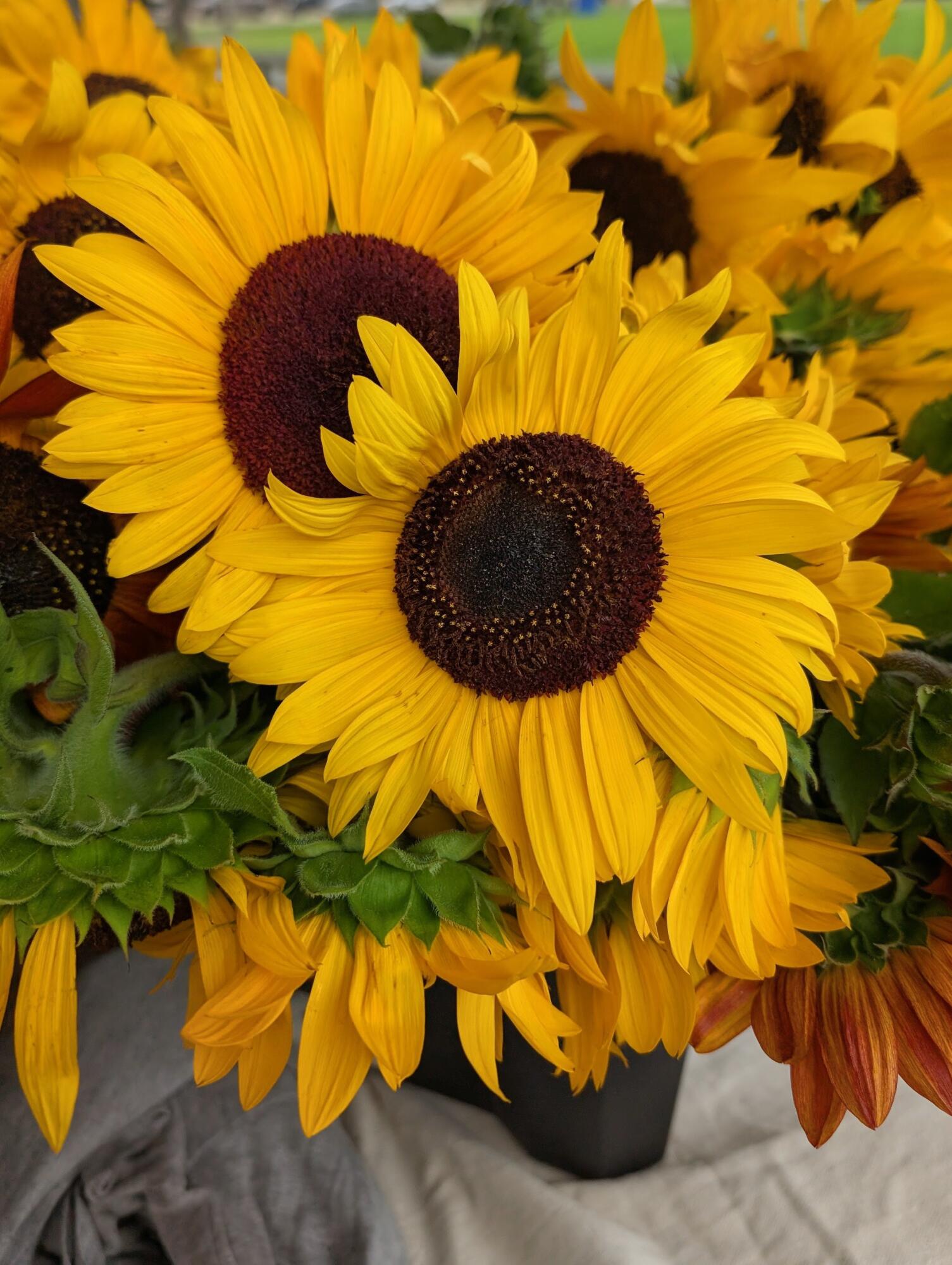 7 Horseshoe Circle Sandwich MA 02563