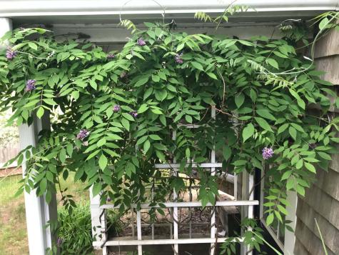 13 Allen Street Harwich MA 02645