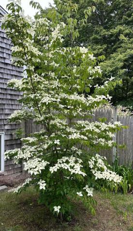 13 Allen Street Harwich MA 02645