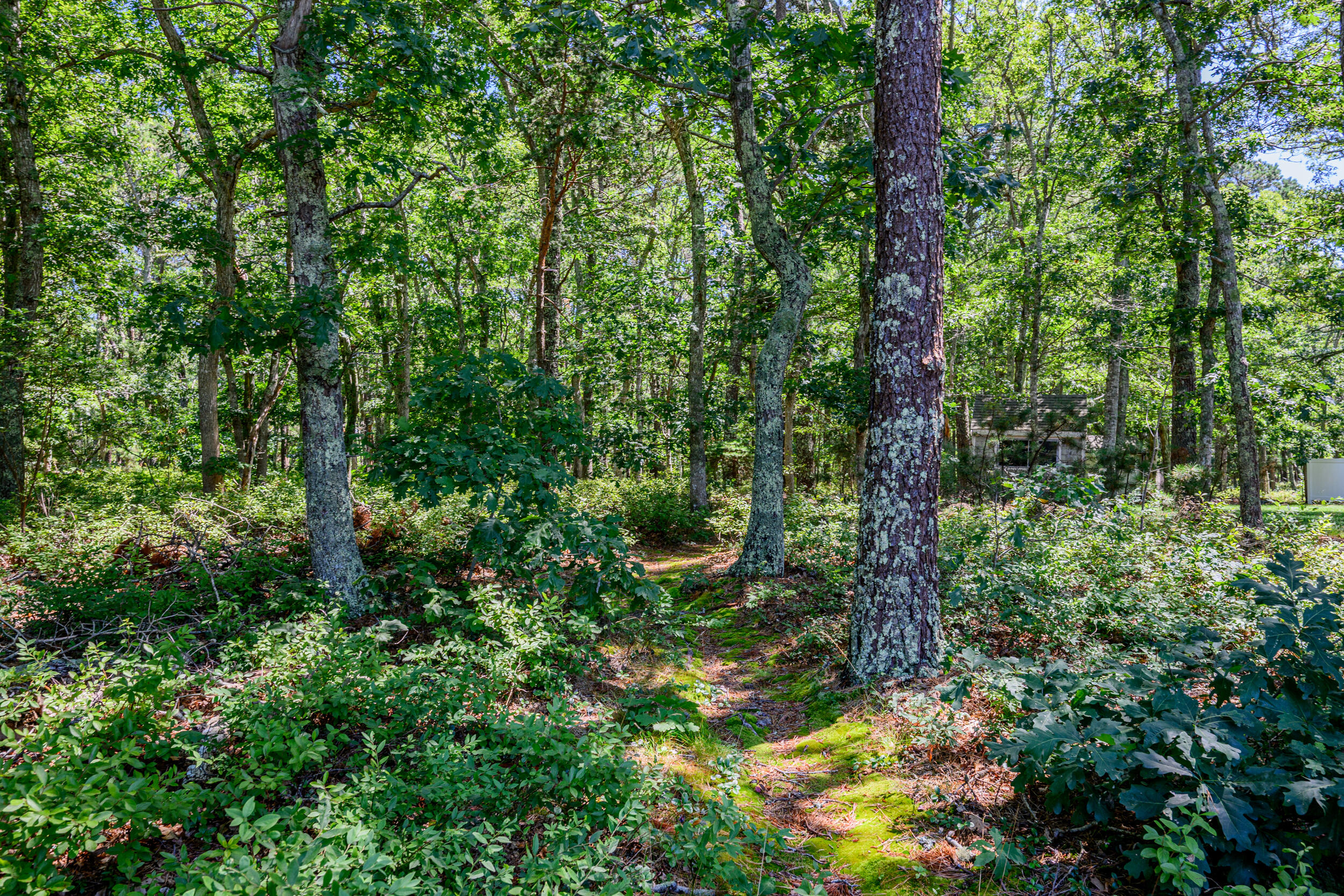 937 Harwich Road Brewster MA 02631