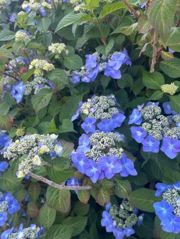 18 Pine Grove Village Yarmouth MA 02675