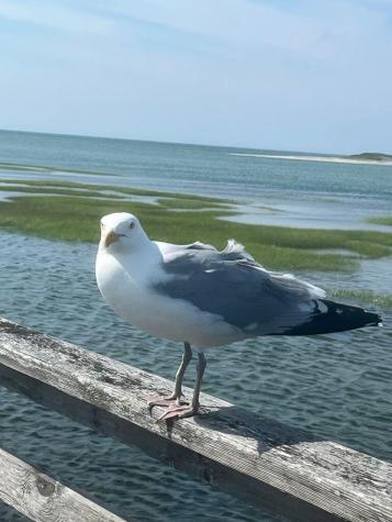 18 Pine Grove Village Yarmouth MA 02675