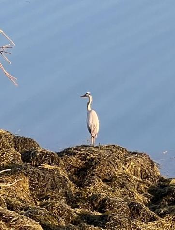 70 Ocean Gate Road Southport ME 04576