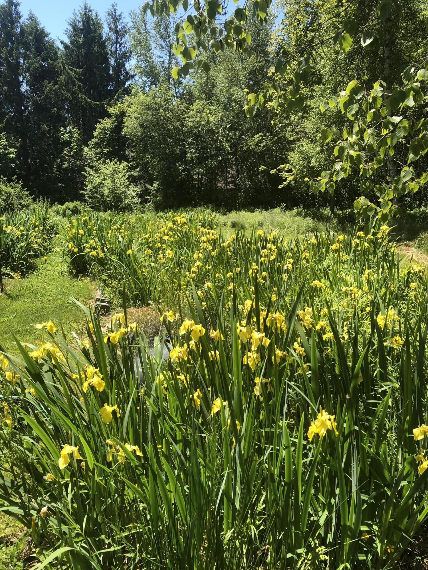 515 Falls Bridge Road Blue Hill ME 04614