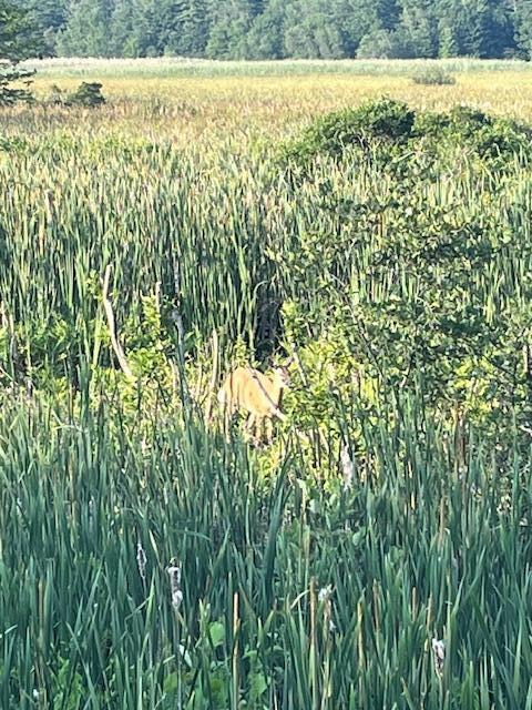 26 Walnut Street Old Orchard Beach ME 04064