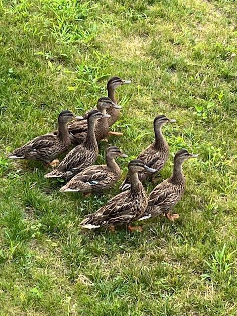 26 Walnut Street Old Orchard Beach ME 04064