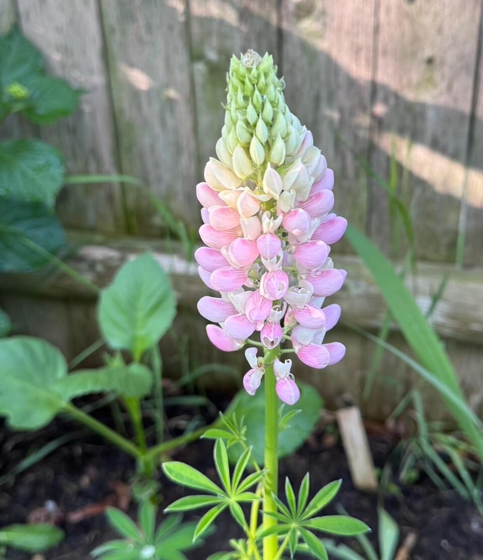 1 Joy Place Portland ME 04102