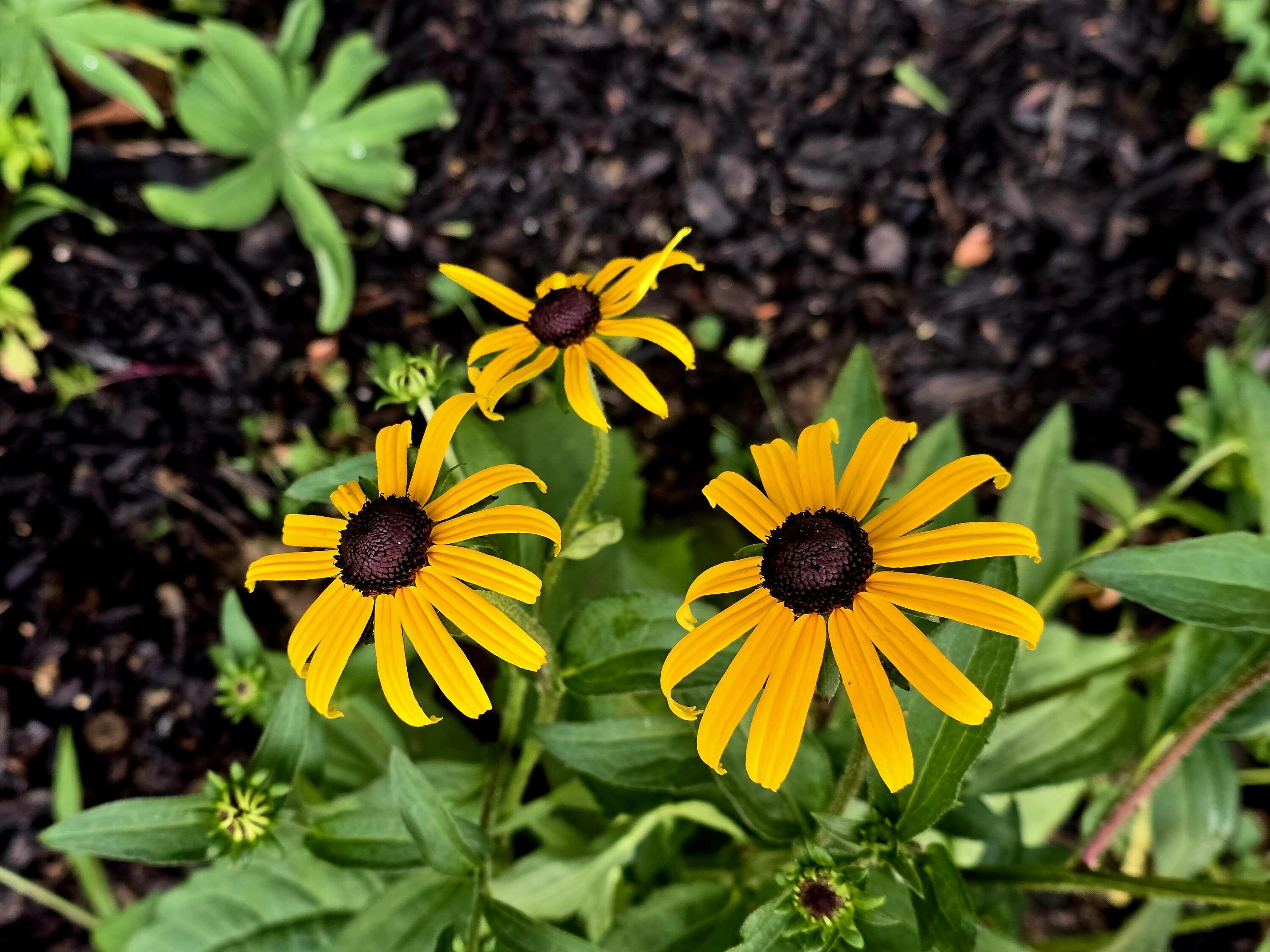 27 Pepperell Street Saco ME 04072