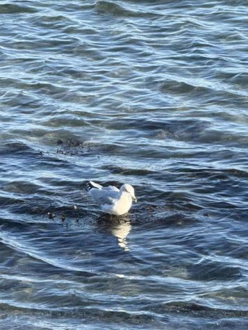 1373 Post Road Wells ME 04090