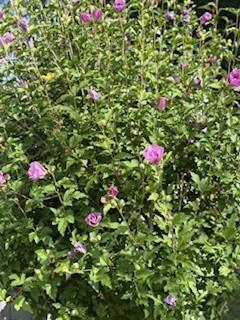 26 Kavanaugh Road Old Orchard Beach ME 04064